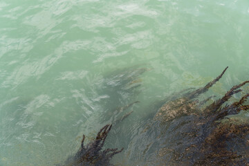 canal water and algae / seaweed in Venice Italy 