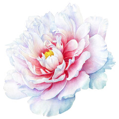 Watercolor illusrtation of a white peony flower © Liubov Tolstova