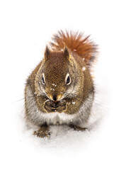 Nibbling red squirrel in winter snow