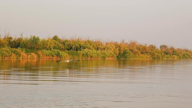 The wild nature. Pelican bird driving un wings egret and guls fling over river
