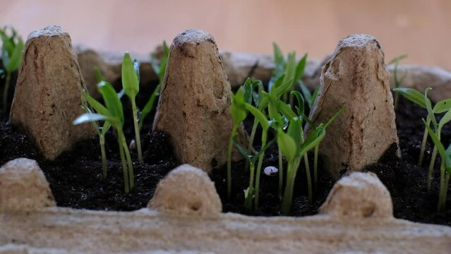Seedling in egg carton. Growing shoots on window during spring. Self sufficient and sustainable living and gardening. Grow your own vegetables at home.