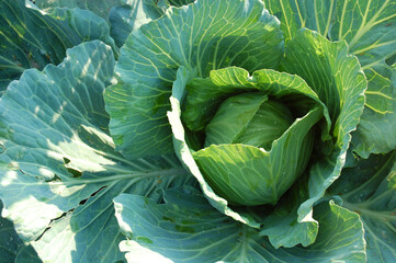 Obraz premium Green Cabbage Daylight