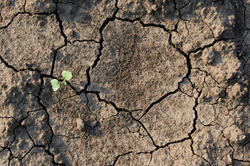 Green Sprout in the Ground