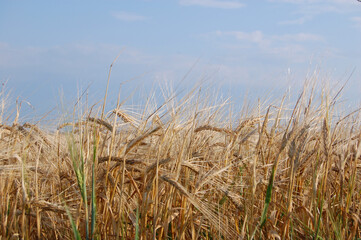 Fototapeta premium Wheat Field Sky