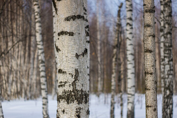 Forest in the Kirov region, April 2022.
Лес в Кировской области, апрель 2022 год. 