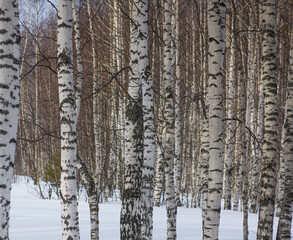 Forest in the Kirov region, April 2022.
Лес в Кировской области, апрель 2022 год. 