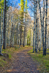 Hiking trail in the Kananaskis region of the Canadian Rockies in autumn with golden aspen trees