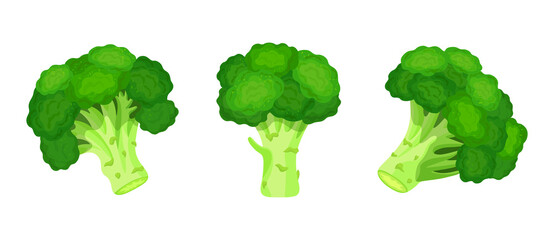 Set of fresh green broccoli in cartoon style. Vector illustration of vegetables large and small sizes on white background.