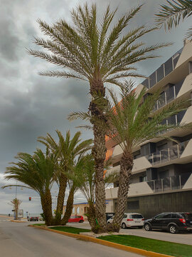 Vega Baja del Segura - Torrevieja - Pasando por calles, plazas, parques y rotondas.