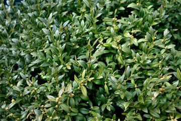 boxwood bush, close-up as a texture for background