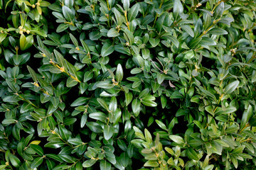 boxwood bush, close-up as a texture for background - obrazy, fototapety, plakaty