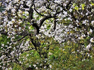 A tree with full of flowers