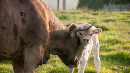 Vaca chupando el hocico a su cría en  pradera de hierba