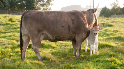 Vaca chupando el hocico a su cr&iacute;a en  pradera de hierba