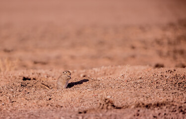 Sandy Ground Squirrel Sits in the Desert on the Field and Looks Away, you can Use as a Background a field for Text