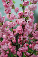 rosa Mandelröschen