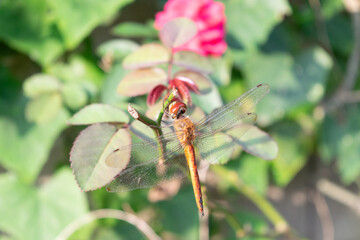 Brown dragonfly stick to branch, beautiful in nature