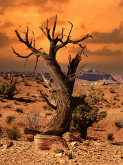 Dead juniper trees in Grand Staircase-Escalante National Monument, Utah.