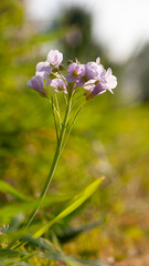 Flres silvestres moradas en arbusto en el campo