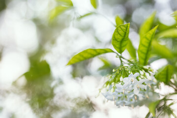 White fragrant spring flower in nature with bokeh lights.Water Jasmine,Wrightia religiosa.