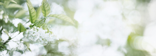 White fragrant spring flower in nature with bokeh lights.Water Jasmine,Wrightia religiosa.