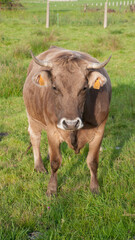 Vaca marrón con cuernos en pradera de hierba verde