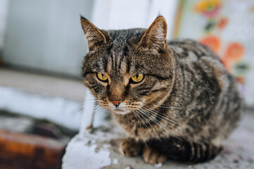 Close-up portrait of a gray, tabby cat with beautiful yellow eyes, sitting in nature. Animal photography.