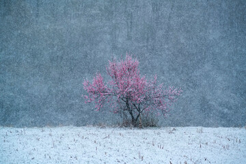 snow covered peach tree in blossom