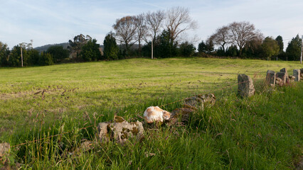 Gato blanco y naranja acostado en muro de piedra de una pradera verde