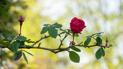 Rosa roja en rama de rosal