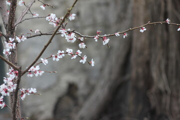 blossom in spring magic cat