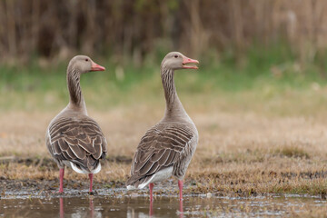 bird, gans, tier, ente, natur, gans, gras, wild lebende tiere, schnabel