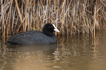 bird, ente, wasser, natur, see, wild lebende tiere, tier, teich, baden,