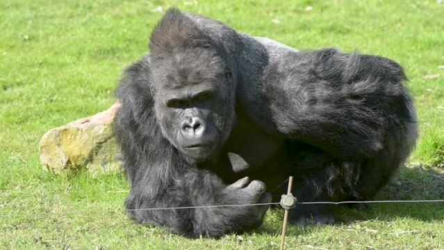 view of a gorilla silver back