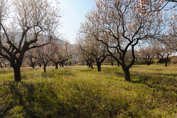 Almond orchard and wildflowers, Murla,  Alicante Province, Spain