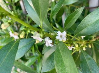 Blooming shrub mioporum (lat. Myoporum)
