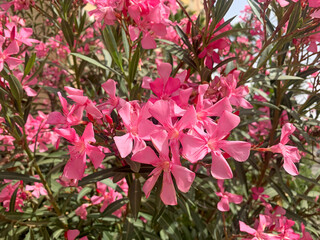 Blooming ornamental shrub Oleander (lat. Nerium)