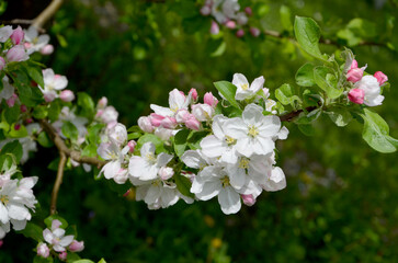 blossoming apple tree branches in the garden