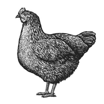 recommend clip art: Chicken standing isolated on white background. Farm bird in sketch style. Vector illustration
