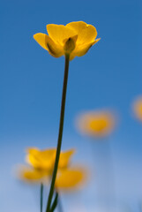 Small yellow flower on blue sky background