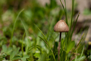 small inedible mushroom, on a blurred background