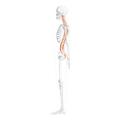 Human vertebral column lateral side view with partly transparent skeleton position, spinal cord, thoracic lumbar spine, coccyx. Vector flat natural colors, realistic isolated illustration anatomy 