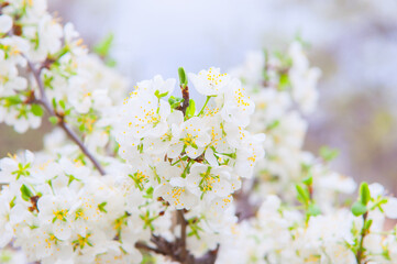 White sakura flowers bloom in the trees. Spring landscape with a flowering pink tree. Beautiful blooming garden on a sunny day. A wonderful concept of romance and love with delicate flowers. Hi spring