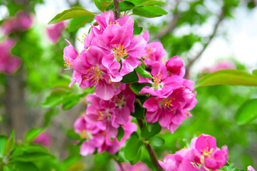 Spring landscape with a flowering pink tree. White sakura flowers bloom in the trees. Beautiful blooming garden on a sunny day. A wonderful concept of romance and love with delicate flowers. Hi spring