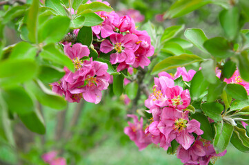 Spring landscape with a flowering pink tree. White sakura flowers bloom in the trees. Beautiful blooming garden on a sunny day. A wonderful concept of romance and love with delicate flowers. Hi spring