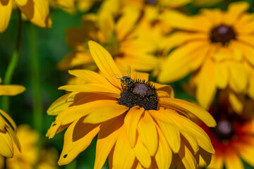 Black eyed susan rudbeckia flowers in garden