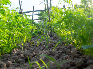 Bottom view along the growing carrot bed. The concept of gardening and agriculture. Selective focus