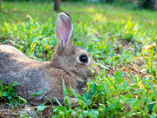 close-up of a beautiful cute rabbit lying on the green grass in summer. Blurred background, side view, pet