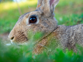 Close-up portrait of a cute little rabbit. Selective focus, pet