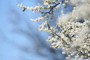 A tree that blooms in spring. Sky blue background.